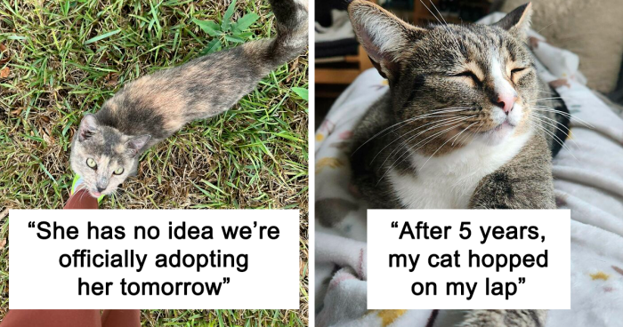 100 Incredibly Wholesome Pictures Of Adopted Pets To Warm Your Heart This October