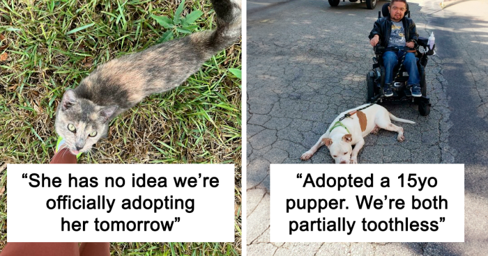 It’s Time To Have A Look At Adorable Pet Adoption Pics, October Edition