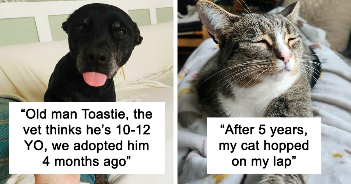 100 Of The Most Aww-Inspiring Pictures Of Adopted Pets In Their Forever Homes (October Edition)