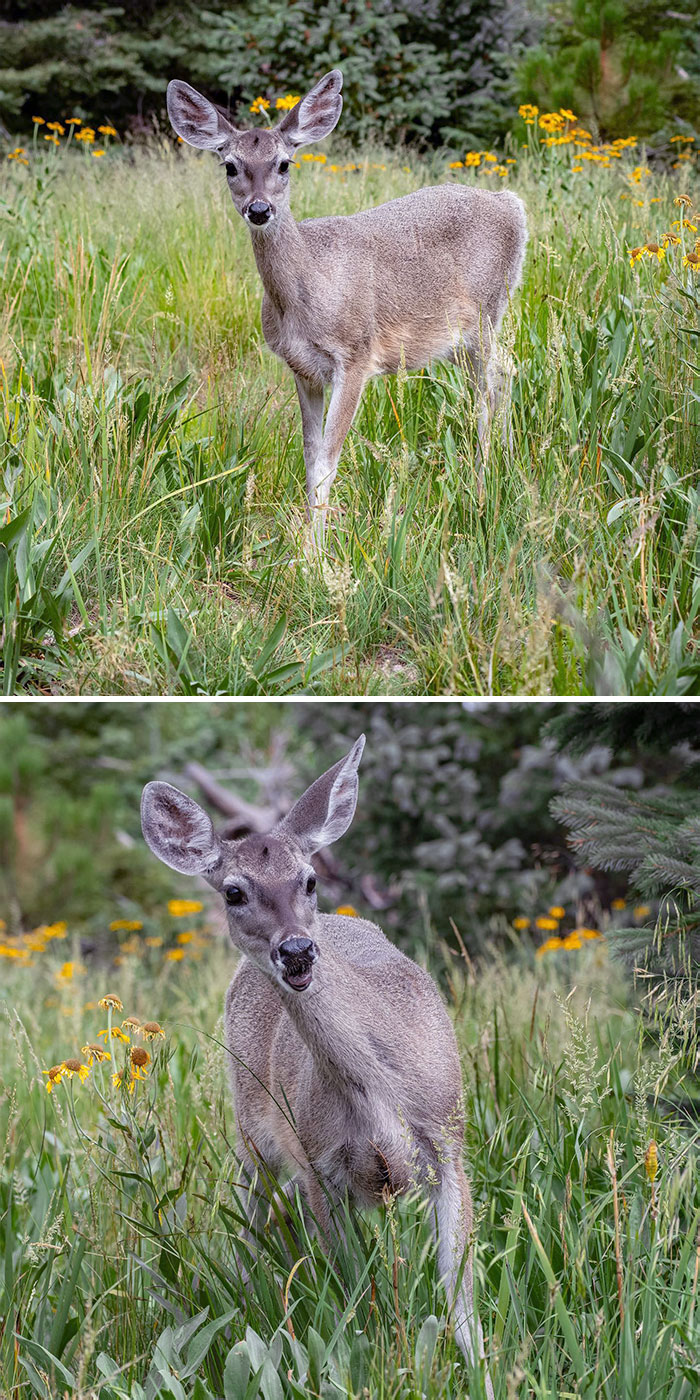 The Cutest Deer Wandered Into The Little Group Of Trees Where We Stopped To Have A Snack