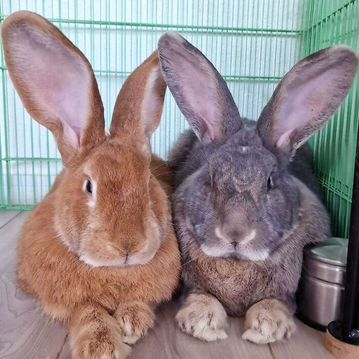 Bunny Friends