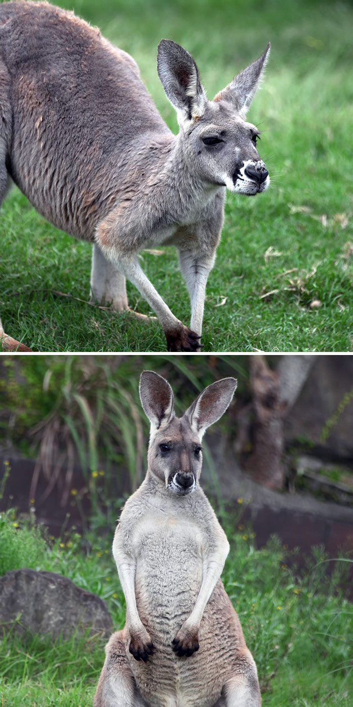 Kangaroo Ears