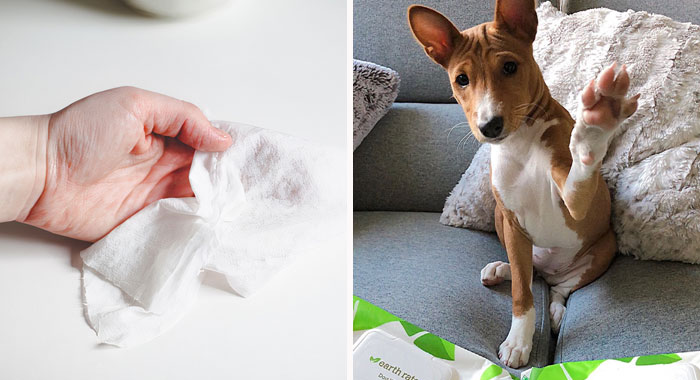 Is it Safe to Use Baby Wipes on Dogs? A Guide to Dog-Safe Wipes