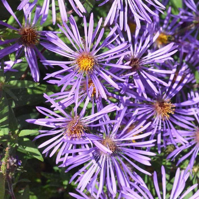 Purple Aster flower bush 