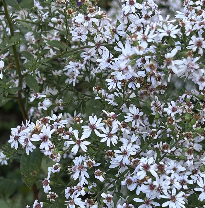 Many Calico Aster flower blossoms 