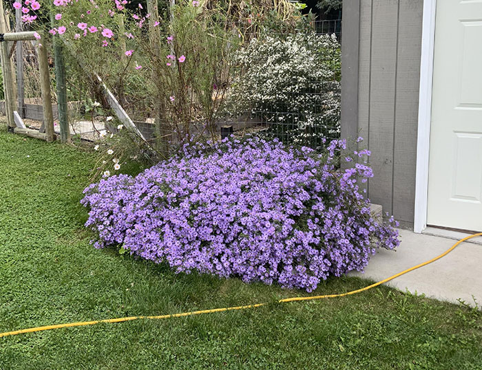 Aromatic Aster flower bush near a garage 