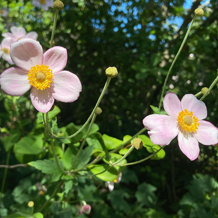 Two pink Japanese Windflowers