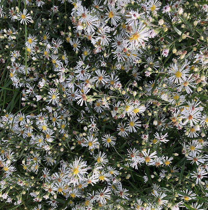 Multiple white Aster flower blossoms 