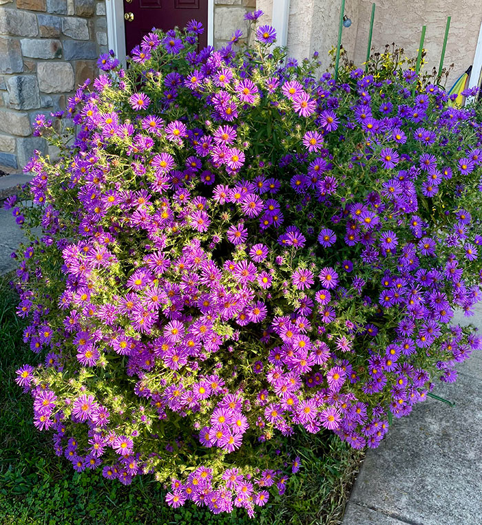 New England Aster flower bush 