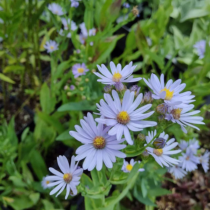 Smooth Aster flower blossoms 