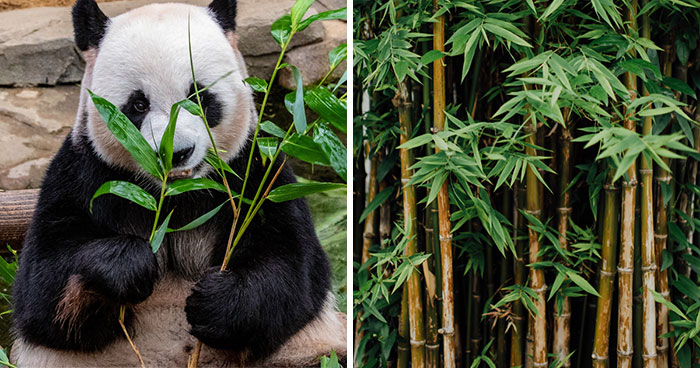 Panda’s Guide to Growing and Caring for a Bamboo Plant