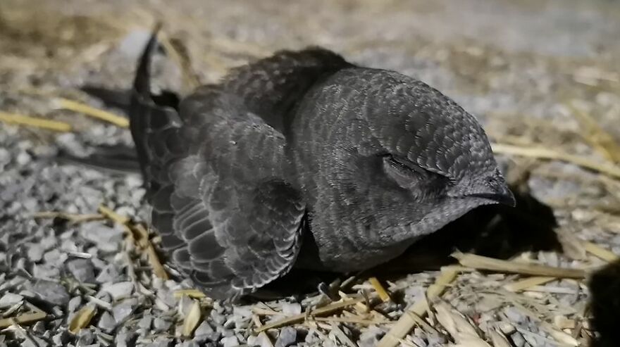 Swift Bird In Trouble Rescued!