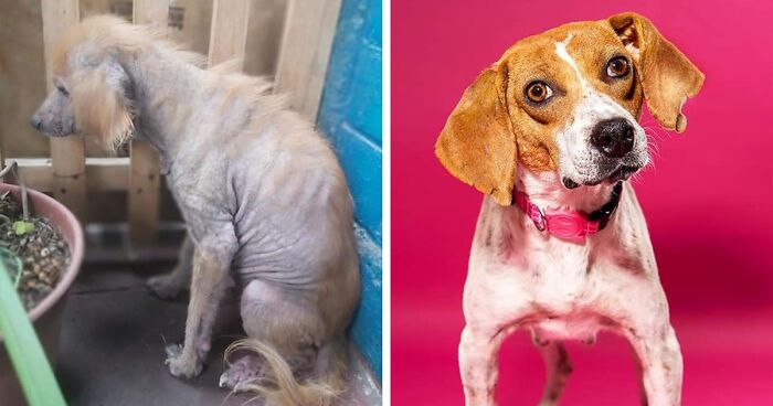 Chilean Man Saves Neglected Dogs From The Street And Gives Them Amazing Transformations (22 New Pics)