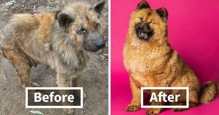 22 Dogs That Got A Second Chance In Life After Being Saved From The Streets By David Fernández