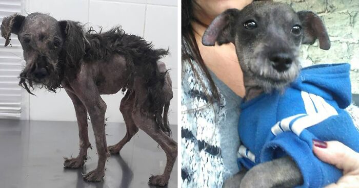 This Guy Shared 22 New Before And After Pics Of Dogs He Rescued From The Streets Of Chile