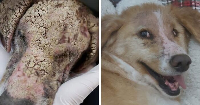 22 Incredible Before & After Rescue Dog Transformations, As Shared By This Chilean Guy (New Pics)