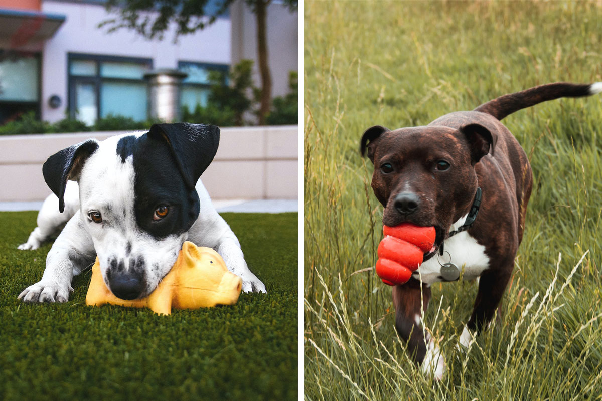 Best Indestructible Dog Toys for Pit Bulls: Pros, Cons, How To