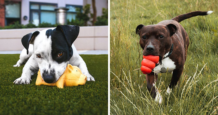 The 15 Best Dog Toys for Tough Chewers: Vet Review 