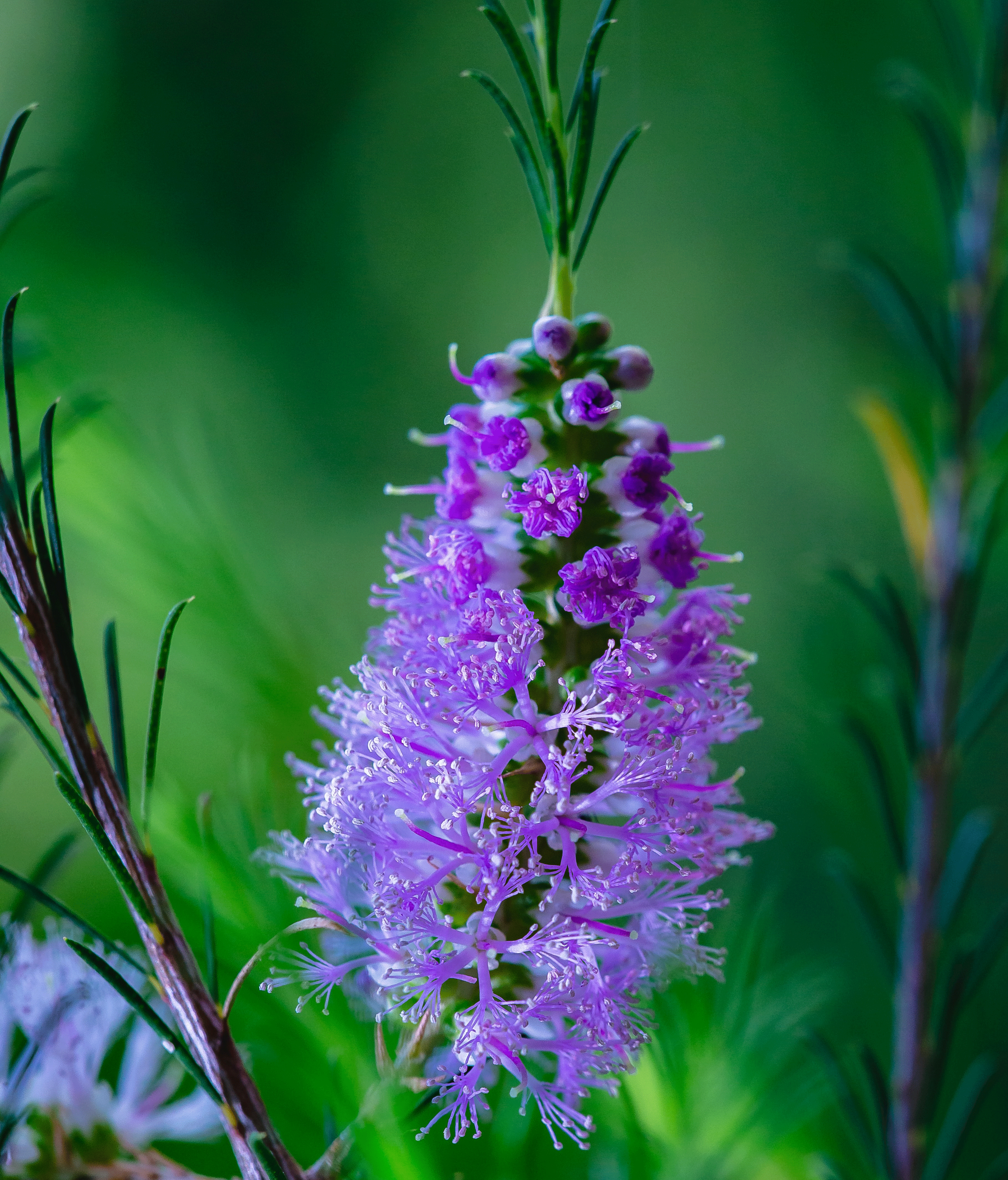 Learn How to Plant, Grow, and Maintain a Beautiful Bottle Brush Tree