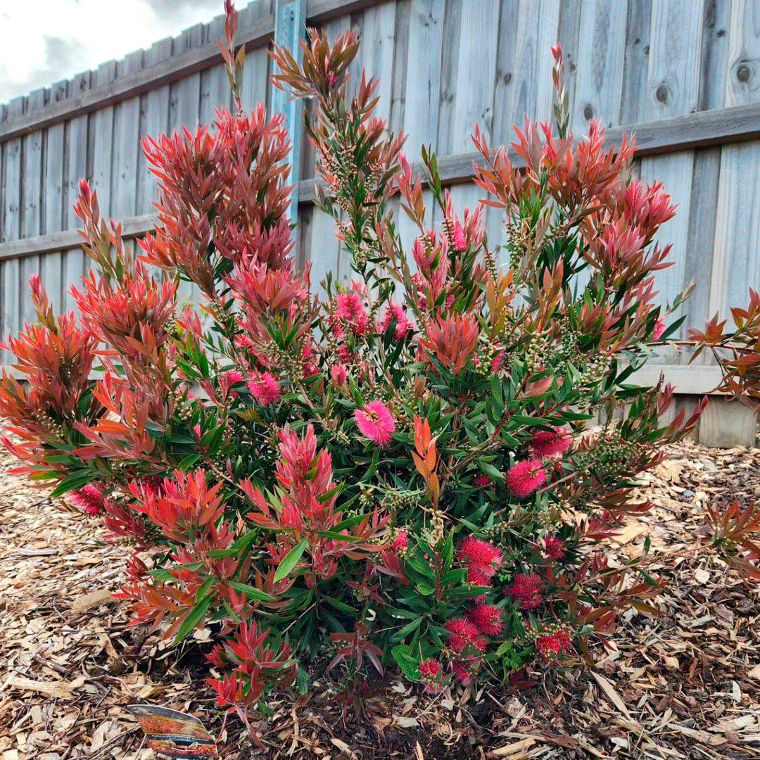 Narrow Bottle Brush with Tip