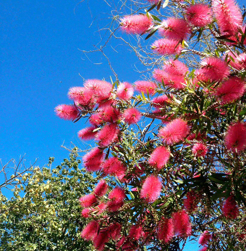 13 Ways to Decorate with Bottlebrush Trees - 2 Bees in a Pod