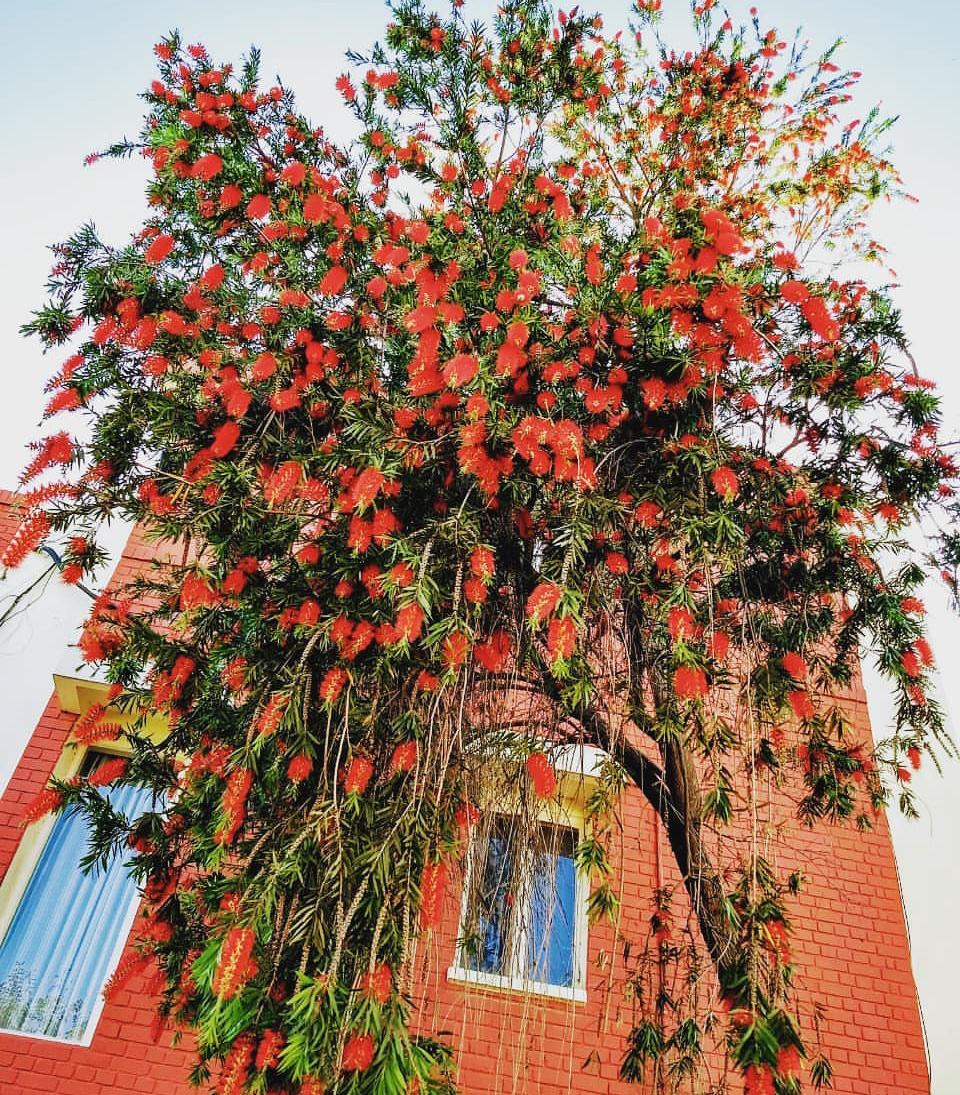 13 Ways to Decorate with Bottlebrush Trees - 2 Bees in a Pod