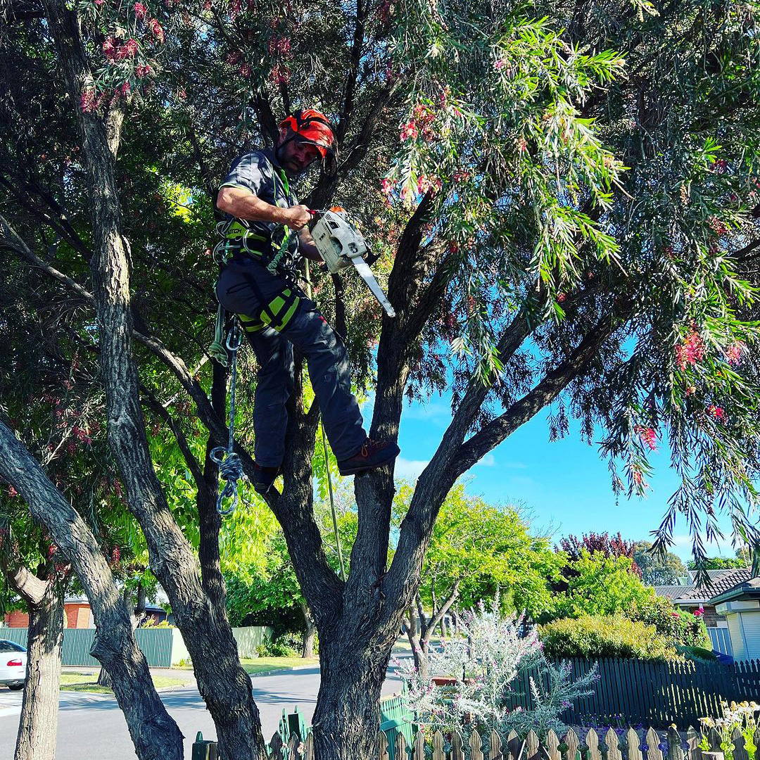 Learn How to Plant, Grow, and Maintain a Beautiful Bottle Brush Tree