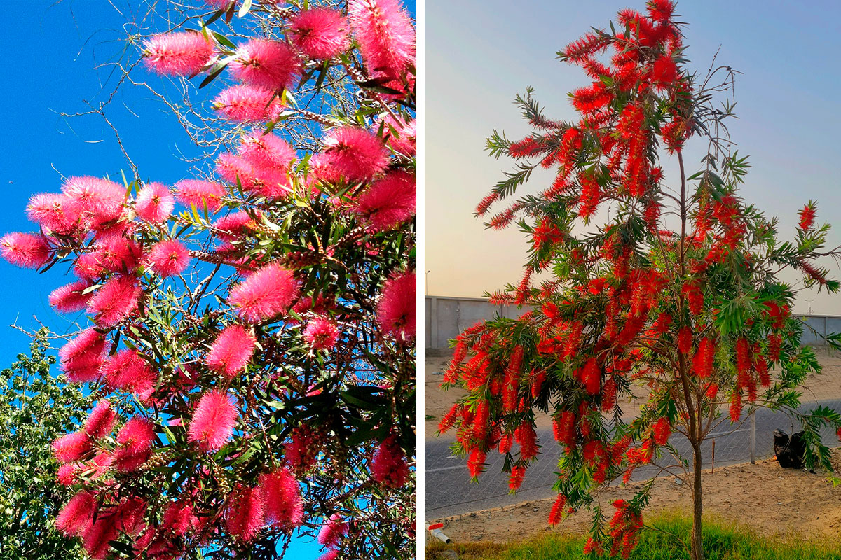 https://www.boredpanda.com/blog/wp-content/uploads/2023/10/bottle-brush-tree-cover_800.jpg