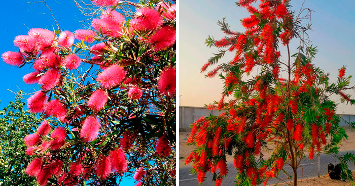 Learn How to Plant, Grow, and Maintain a Beautiful Bottle Brush Tree