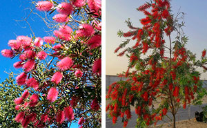 Learn How to Plant, Grow, and Maintain a Beautiful Bottle Brush Tree