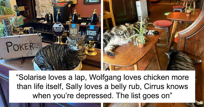 Man Opens A Pub, Starts Taking Stray Kitties In And Ends Up With Bristol’s First Cat Pub