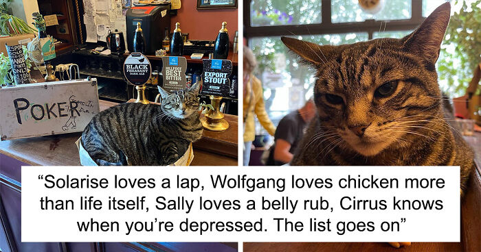 Man Opens A Pub, Starts Taking Stray Kitties In And Ends Up With Bristol’s First Cat Pub