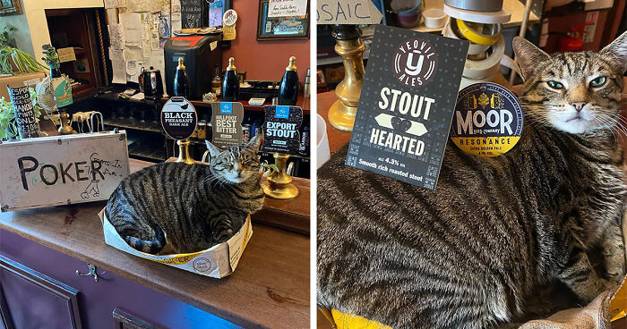 Cat Shows Up At A Pub, Owner Takes It In And Turns His Place Into Cat-Friendly Paradise