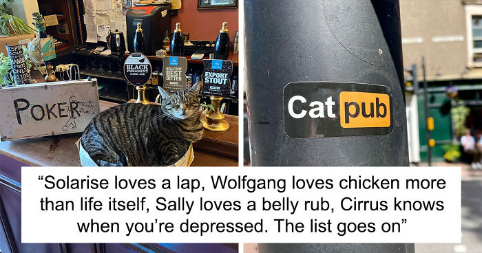 Man Opens A Pub, Starts Taking Stray Kitties In And Ends Up With Bristol’s First Cat Pub