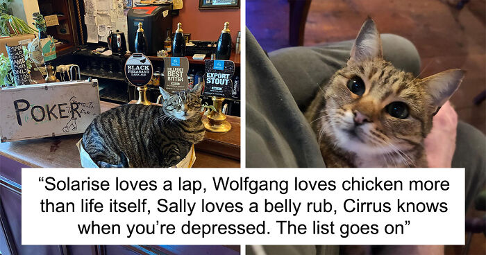 “Cats And Beer – It’s What We Do”: Bristol Man Created First Cat Pub in The City