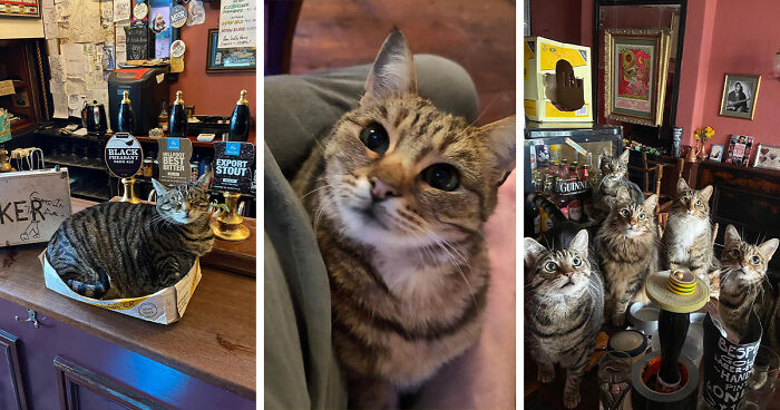 First Ever Cat Pub In Bristol Wins The Hearts Of The Internet