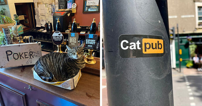 Pub Owner Shares A Delightful Story Of How His Venue Turned Into A Home For Adorable Cats