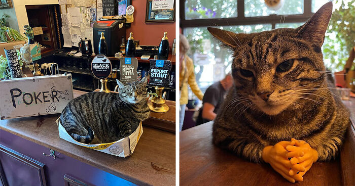 Man Opens A Pub, Starts Taking Stray Kitties In And Ends Up With Bristol’s First Cat Pub