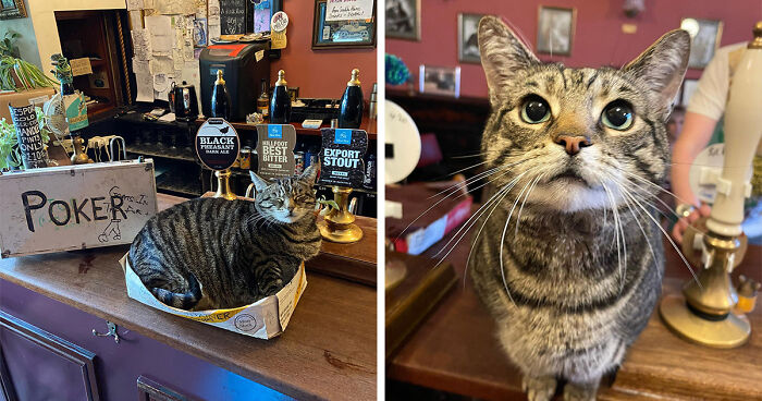 Man Opens A Pub, Starts Taking Stray Kitties In And Ends Up With Bristol’s First Cat Pub