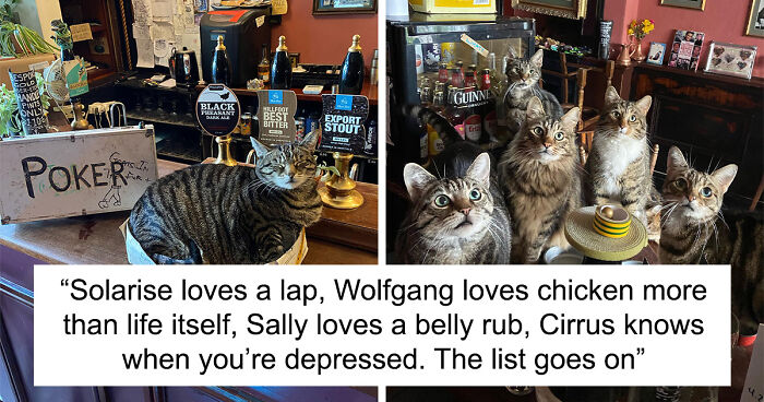 Bristol Man Was Trying To Start A Business, Ended Up With Feline-Friendly Pub