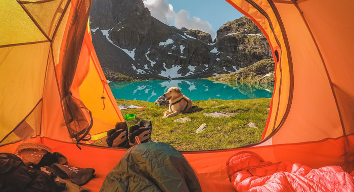 Camping with a Dog: Tips & Tricks for your Outdoor Adventure