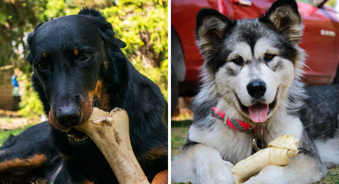 Can Dogs Eat Bones? Keep Your Pup Safe 