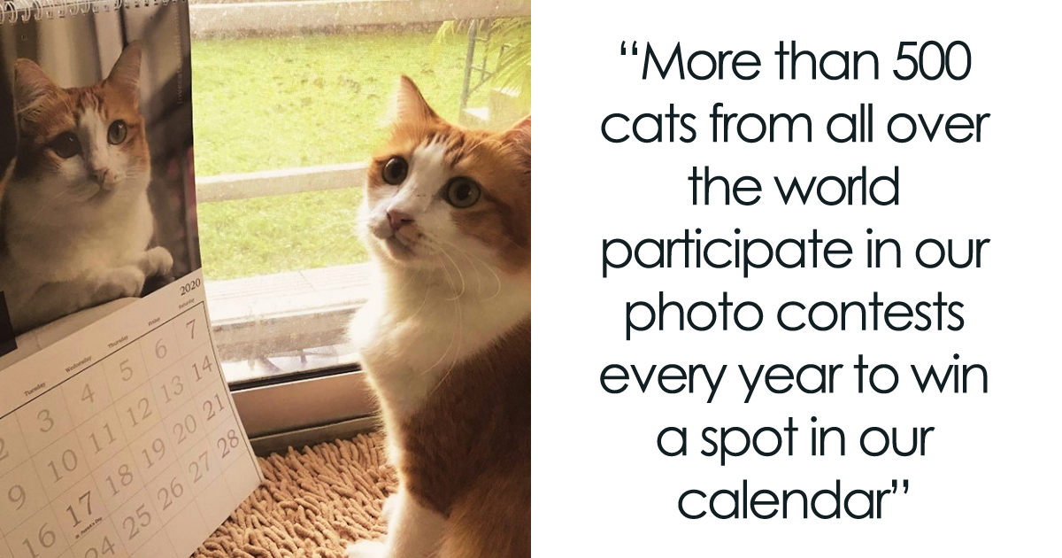 30 Cats That Won A Spot In Our Yearly Calendar, Posing Next To Their ...