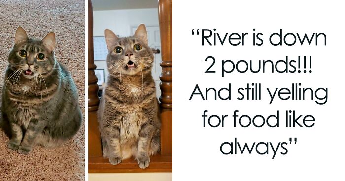 80 Cute Cats That Underwent Weight Loss Transformations