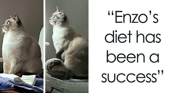 80 Before And After Pics Of Cats That Were Way Too Chubby