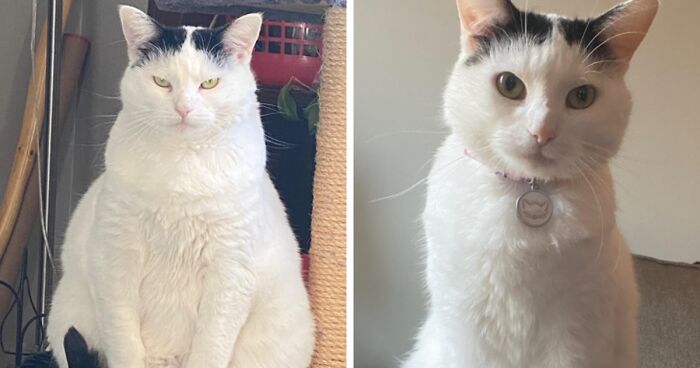 80 Cats That Used To Be Extreme Chonks But Went On Healthy Diets