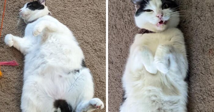 80 Chonky Cats That Underwent Incredible Transformations To Become Healthier Kitties