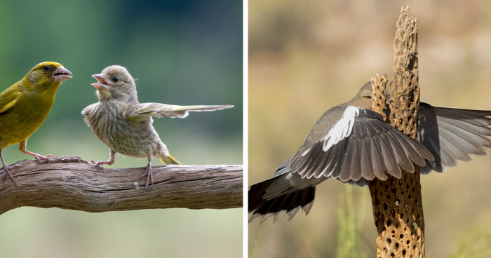 41 Photos From The 2023 Comedy Wildlife Photography Awards To Leave You Cackling Like A Hyena