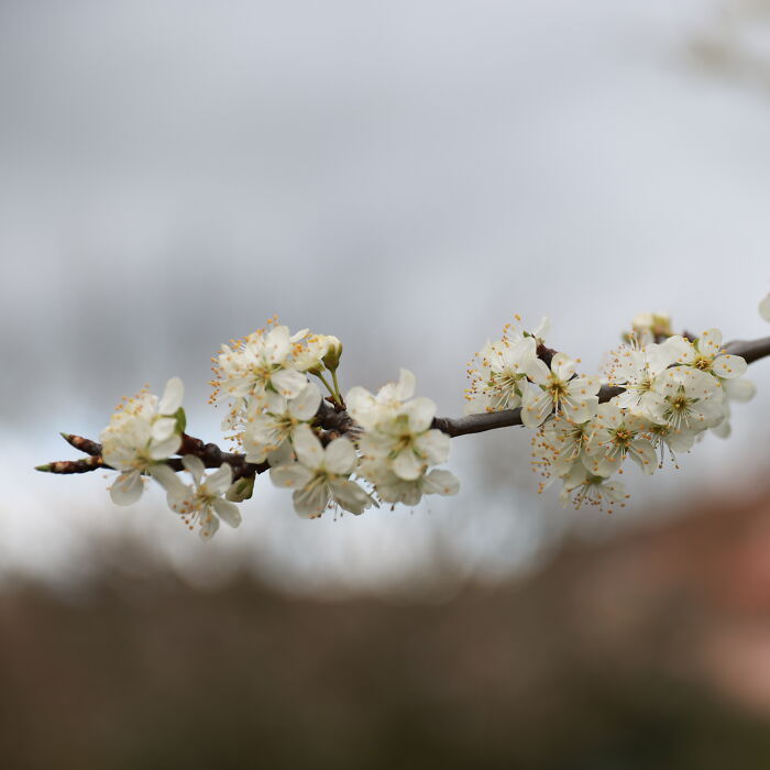 Hey Pandas, Your Most Beautiful Photo Of A Tree In Bud