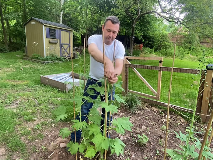 A person adding stakes for delphinium support